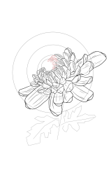 How to draw chrysanthemum - Step 13