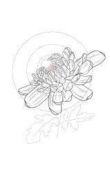 How to draw chrysanthemum - Step 14