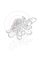How to draw chrysanthemum - Step 15