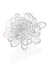 How to draw chrysanthemum - Step 21