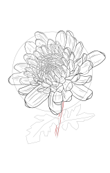 How to draw chrysanthemum - Step 22