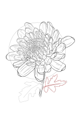 How to draw chrysanthemum - Step 23