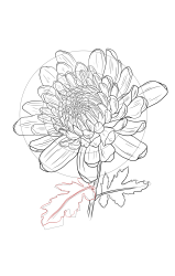 How to draw chrysanthemum - Step 24