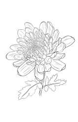 How to draw chrysanthemum - Step 25
