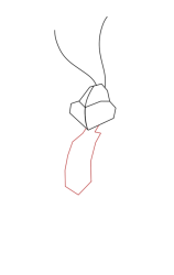How to draw bugs bunny - Step 3
