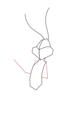 How to draw bugs bunny - Step 4