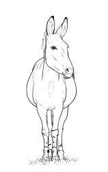 How to draw a donkey - Step 21