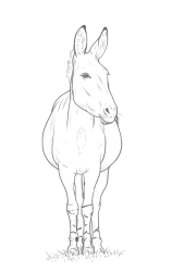 How to draw a donkey - Step 22
