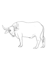 How to draw a buffalo