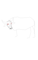 How to draw a buffalo - Step 9