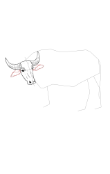 How to draw a buffalo - Step 11