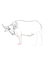 How to draw a buffalo - Step 14