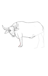 How to draw a buffalo - Step 15