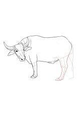 How to draw a buffalo - Step 16