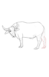 How to draw a buffalo - Step 17