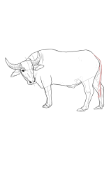 How to draw a buffalo - Step 18