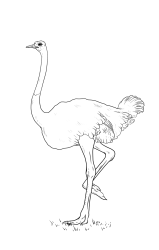 How to draw an ostrich