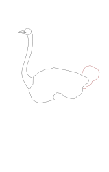 How to draw an ostrich - Step 5