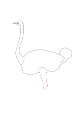 How to draw an ostrich - Step 6