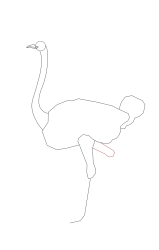 How to draw an ostrich - Step 8