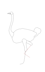 How to draw an ostrich - Step 9