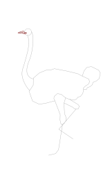 How to draw an ostrich - Step 10