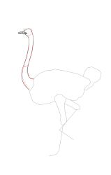 How to draw an ostrich - Step 11