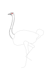 How to draw an ostrich - Step 12