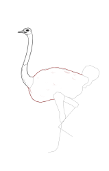 How to draw an ostrich - Step 13