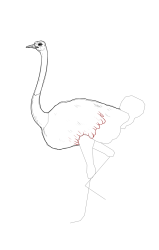 How to draw an ostrich - Step 14