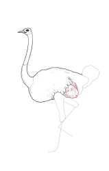 How to draw an ostrich - Step 15