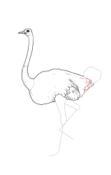 How to draw an ostrich - Step 16