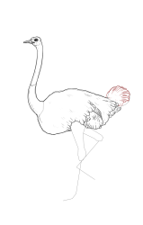 How to draw an ostrich - Step 17