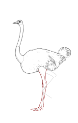 How to draw an ostrich - Step 18