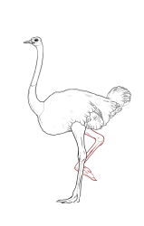 How to draw an ostrich - Step 19