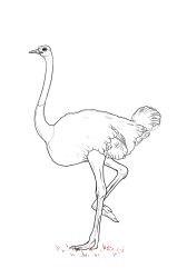 How to draw an ostrich - Step 20