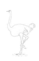 How to draw an ostrich - Step 22