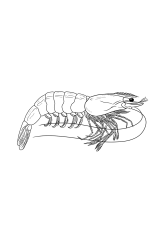 How to draw a shrimp