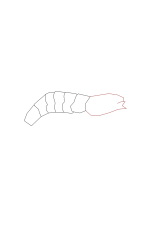 How to draw a shrimp - Step 3