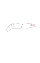 How to draw a shrimp - Step 4