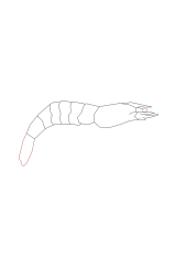 How to draw a shrimp - Step 5