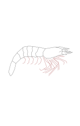 How to draw a shrimp - Step 6