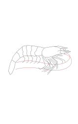 How to draw a shrimp - Step 7