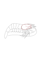 How to draw a shrimp - Step 8