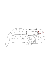 How to draw a shrimp - Step 9