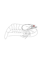 How to draw a shrimp - Step 10