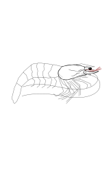 How to draw a shrimp - Step 11