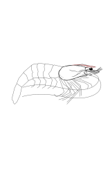 How to draw a shrimp - Step 12