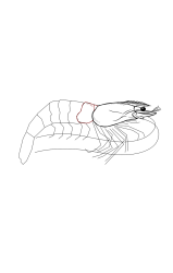 How to draw a shrimp - Step 14