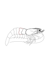 How to draw a shrimp - Step 15